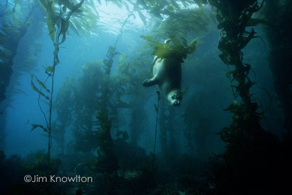 Harbor seal in kelp