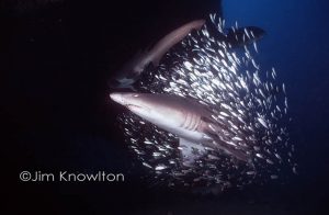 Sand tiger shark