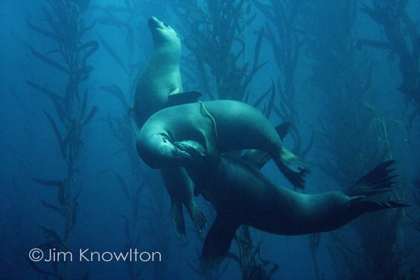 California sea lions