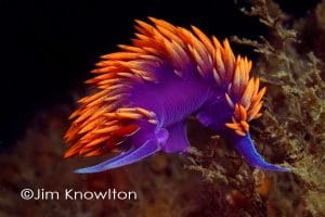 Spanish shawl nudibranch